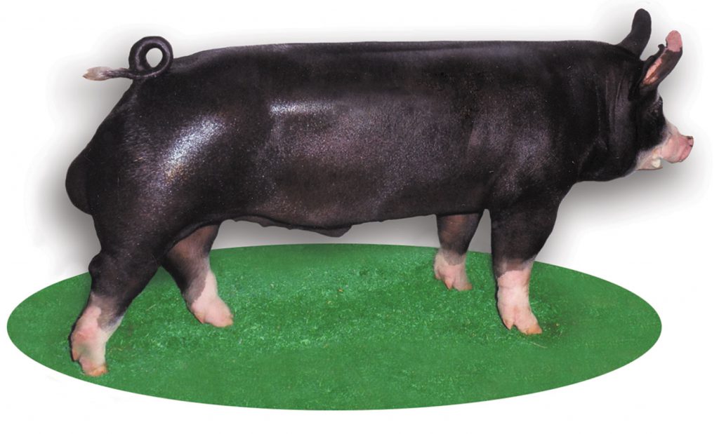 major breeds major swine breeds pork checkoff major breeds major swine breeds pork checkoff