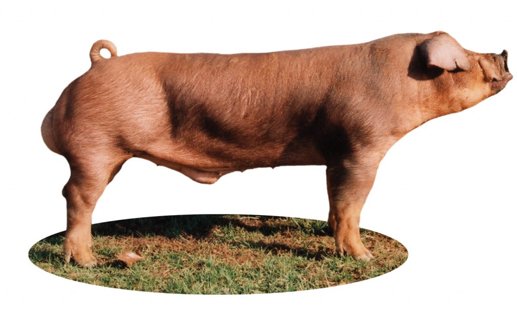 Major Swine Breeds Pork Checkoff