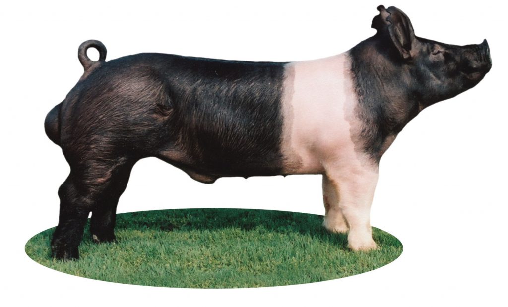 major-swine-breeds-pork-checkoff